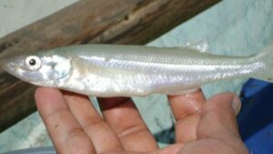 Pez blanco de Pátzcuaro